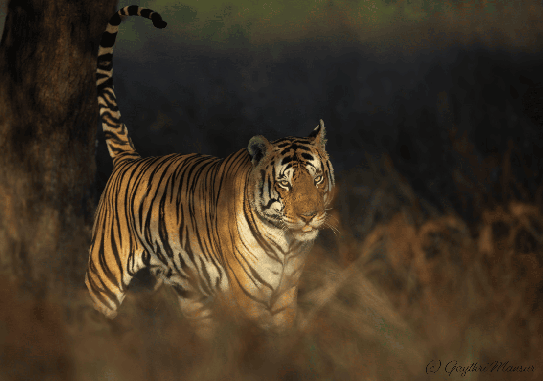 Pench Tiger